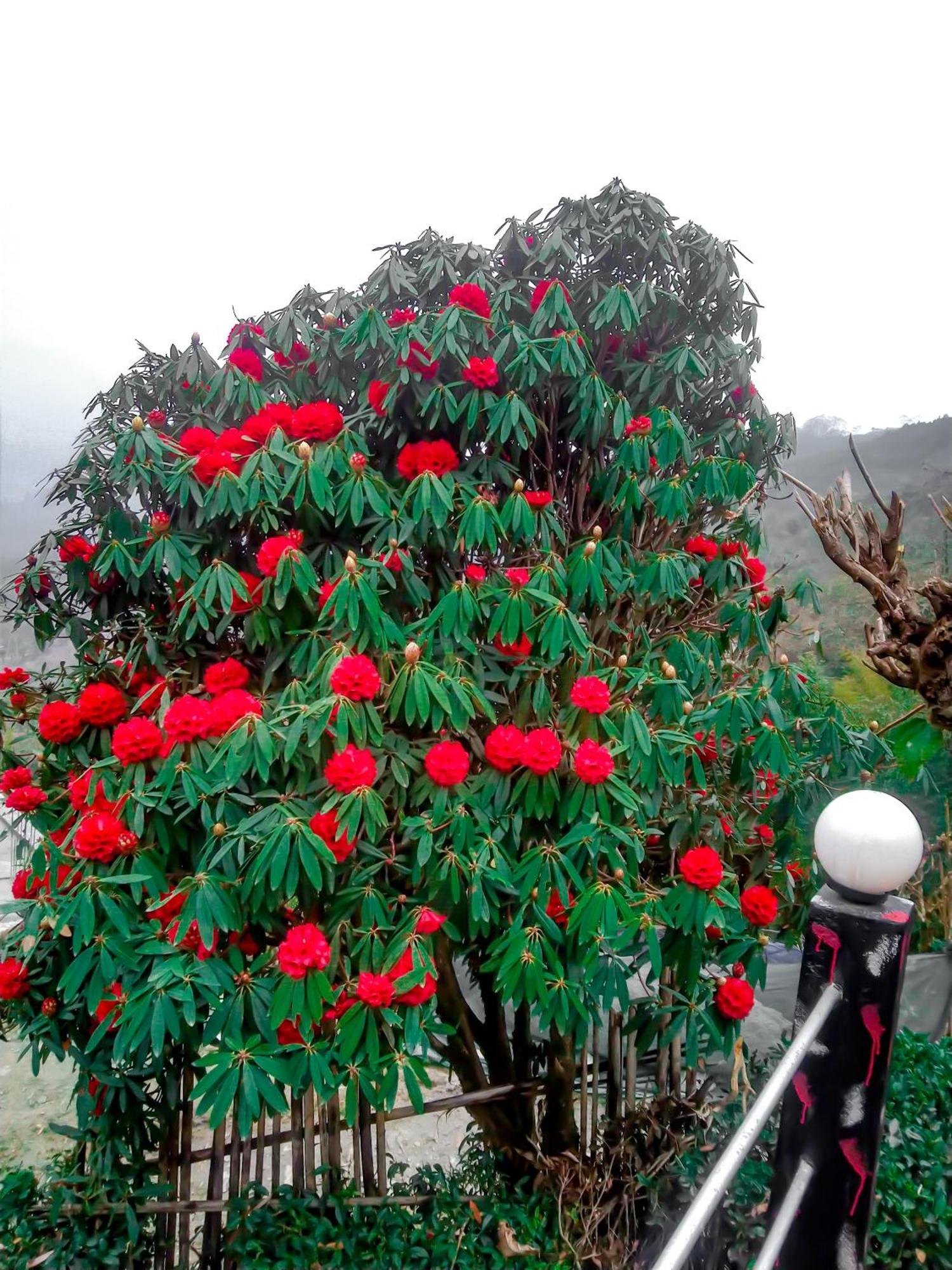 The Himalayan Resort Ravangla Dış mekan fotoğraf